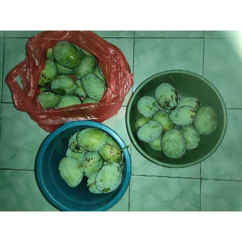 

Buah Mangga Manalagi