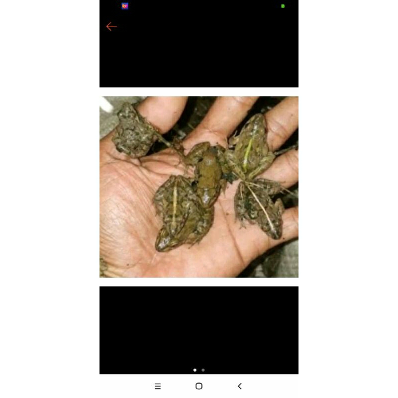 pakan ikan predator kodok sawah 10 ekor