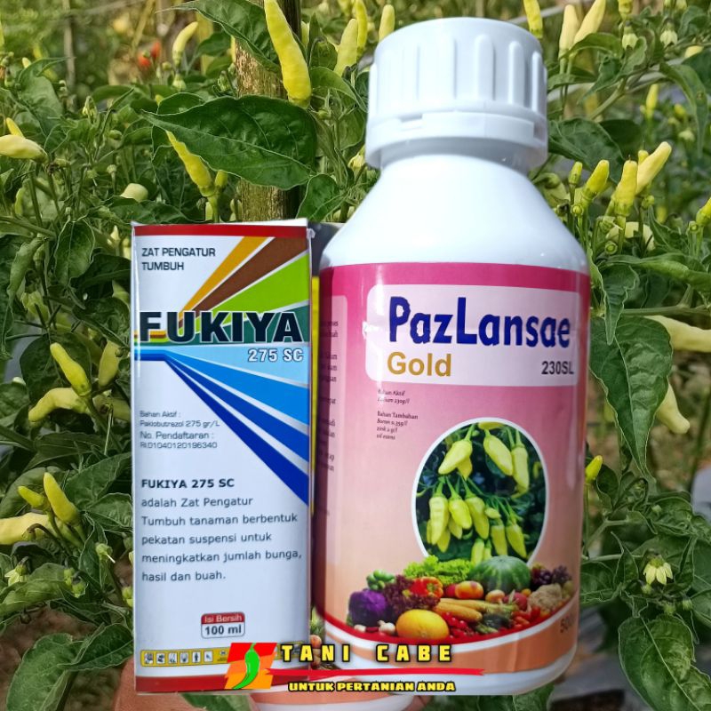 FUKIYA 100 ML + PAZLANSAE GOLD 500 ML memperbanyak bunga dan cegah rontok bunga