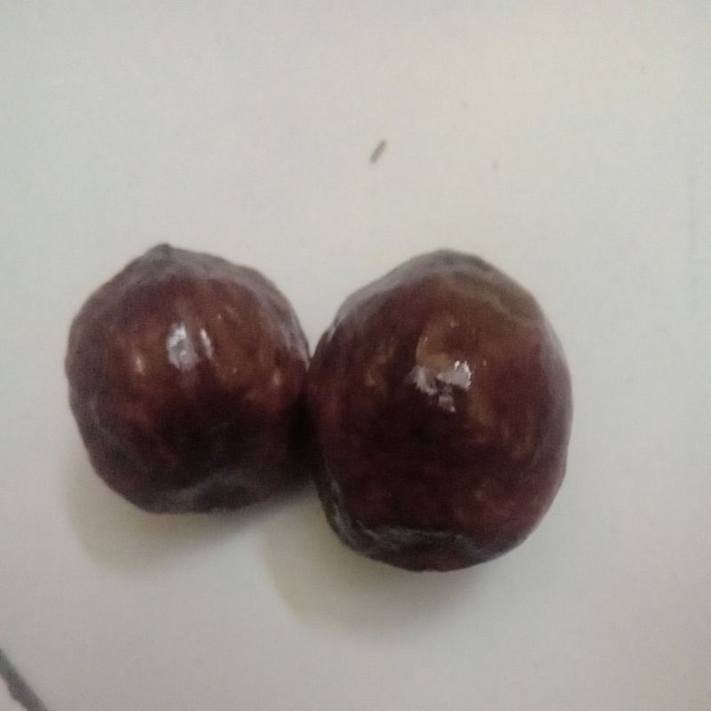 muncang adu jalim anak MD pasangan bagus