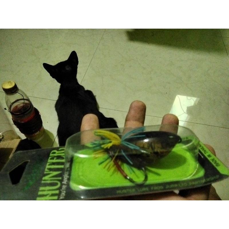 umpan casting gabus toman