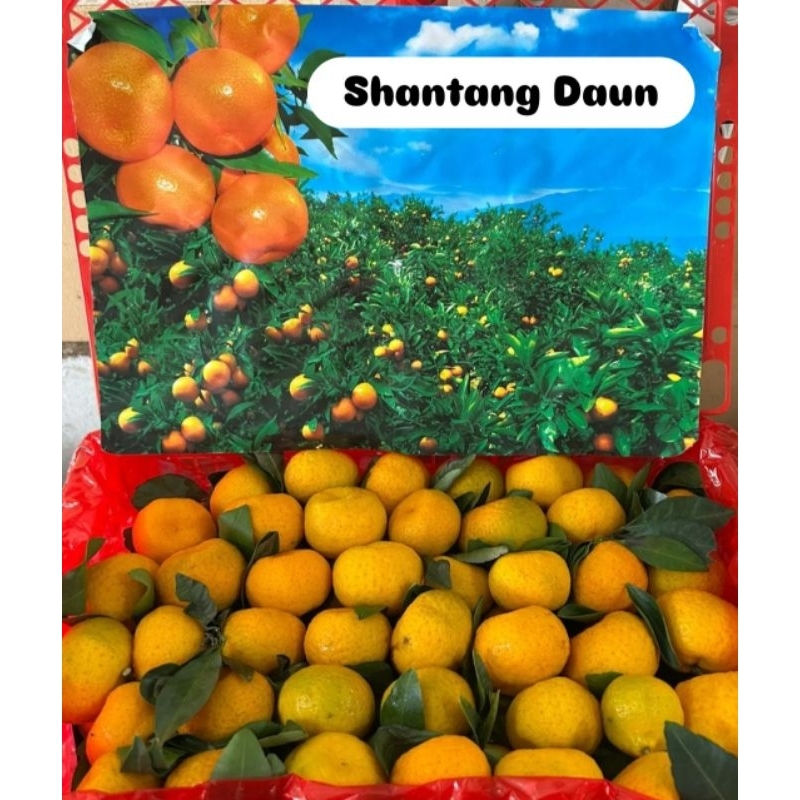 

JERUK SANTANG DAUN MANIS 1 KG