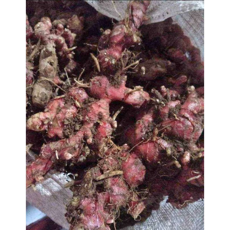 

JAHE MERAH TERMURAH KUALITAS PREMIUM /500 gram
