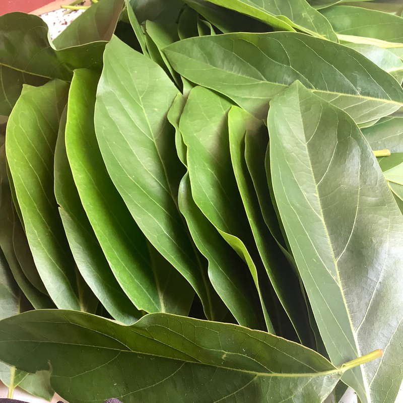 

Daun alpukat per 100 lembar