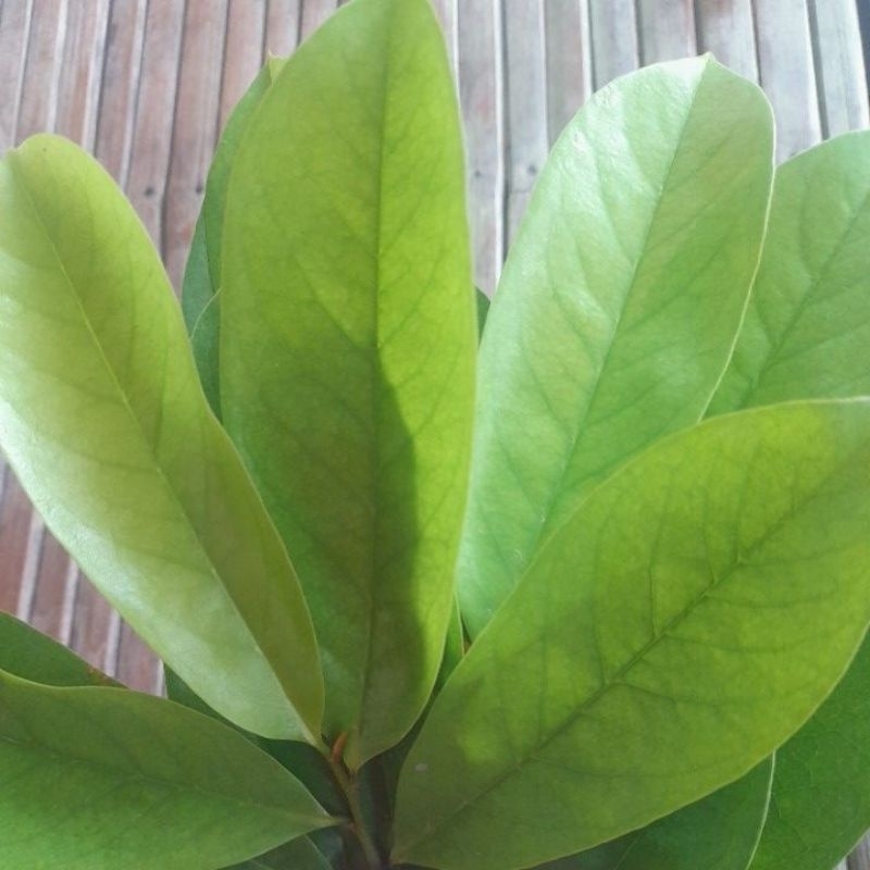 

daun sirsak muda