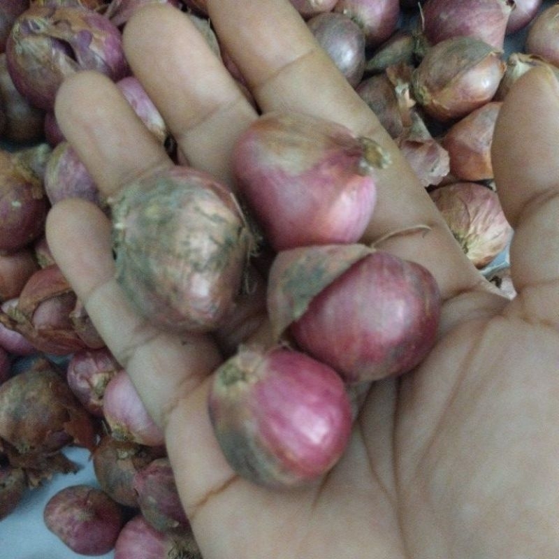 

bawang merah nganjuk