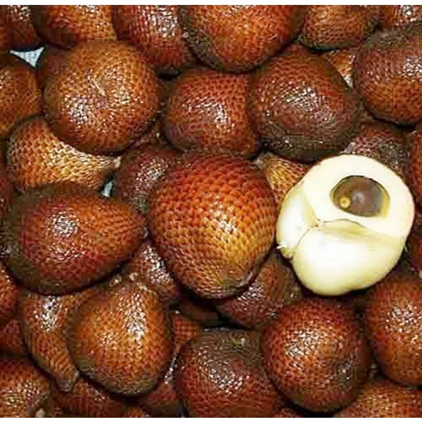 COD / SALAK PONDOH PREMIUM 1 KG | SALAK PONDOH PREMIUM 1 KG ASLI BANJARNEGARA