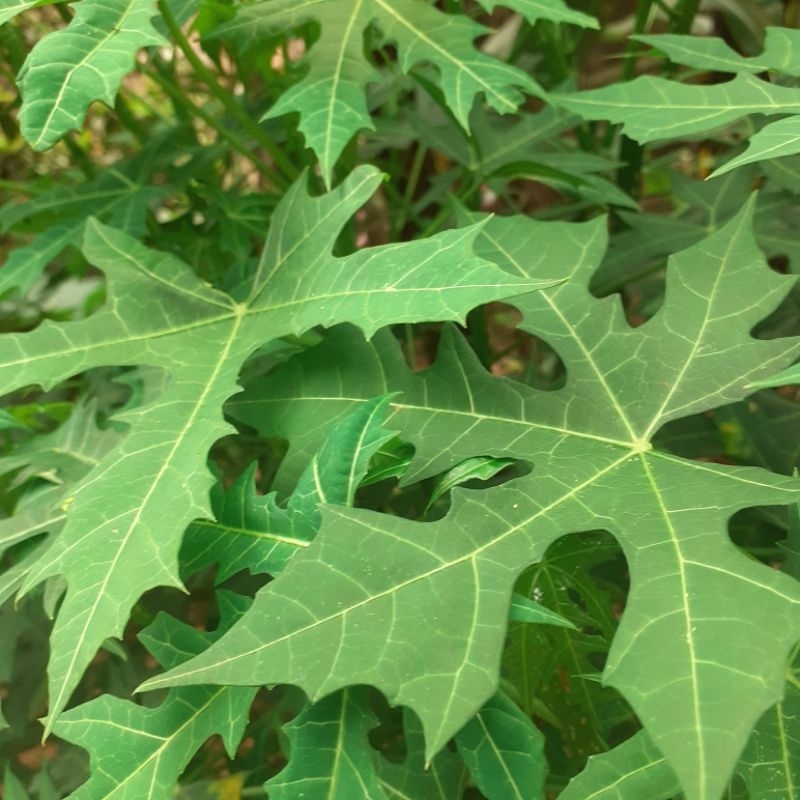

daun gebi segar / pepaya jepang paket 500 grm