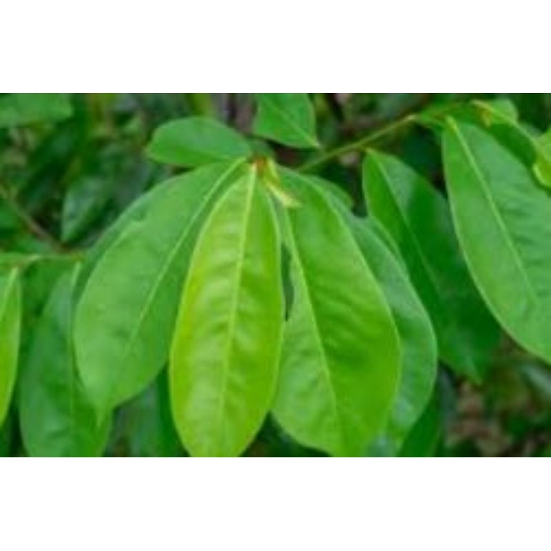 

daun sirsak segar 250 g