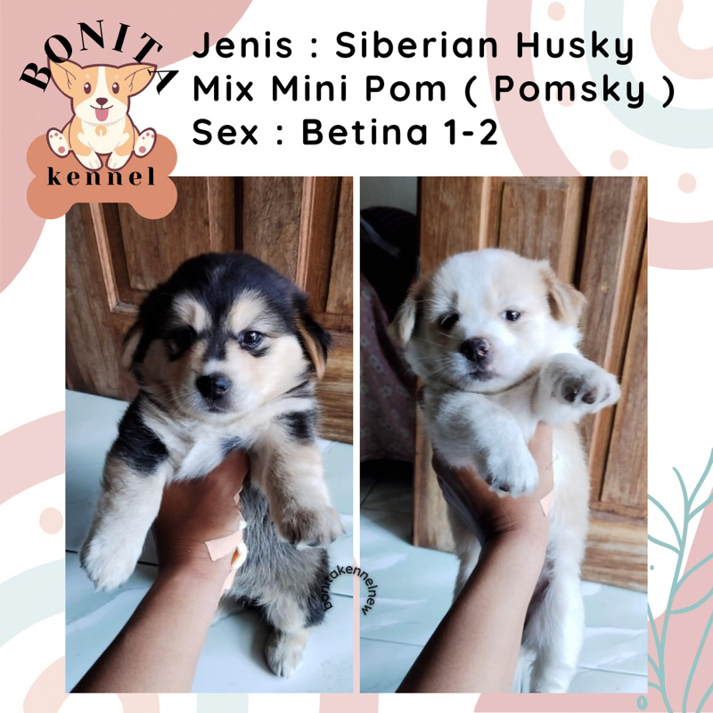 Mini Pom Mix Siberian Husky Anak Anjing Husky Pomsky Jantan Betina