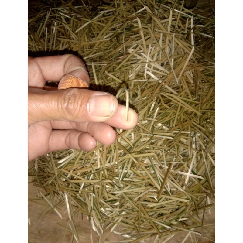 BITING KHUSUS TEMPE/LENTUR/BAMBU.