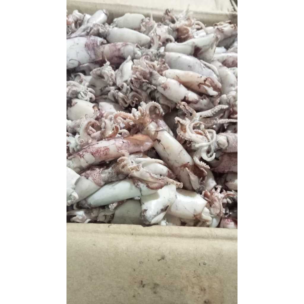 

Cumi Asin Fresh 250gr