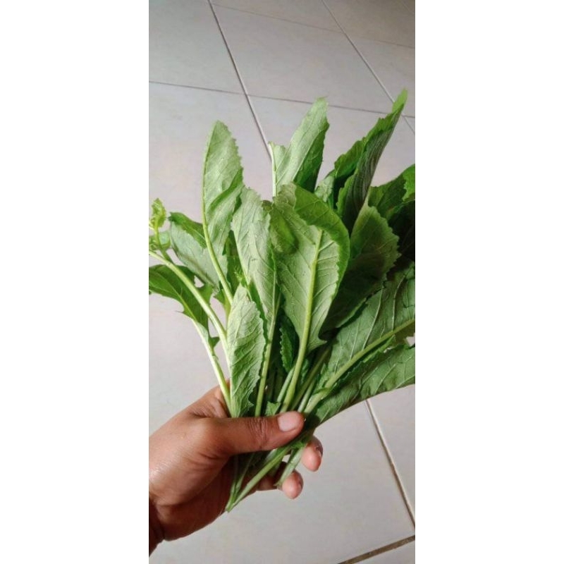 

Daun Sasawi Sawah-Lalapan-Sayur (250 gr)