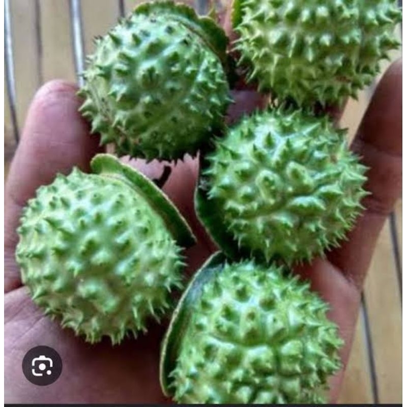 

kecubung