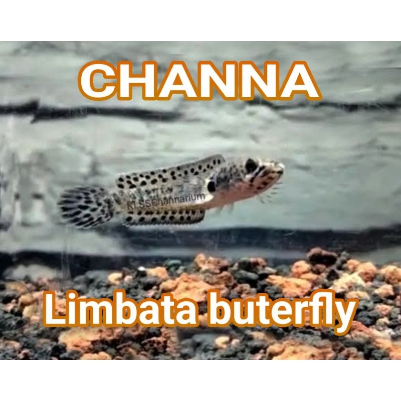 

channa limbata butterfly langka