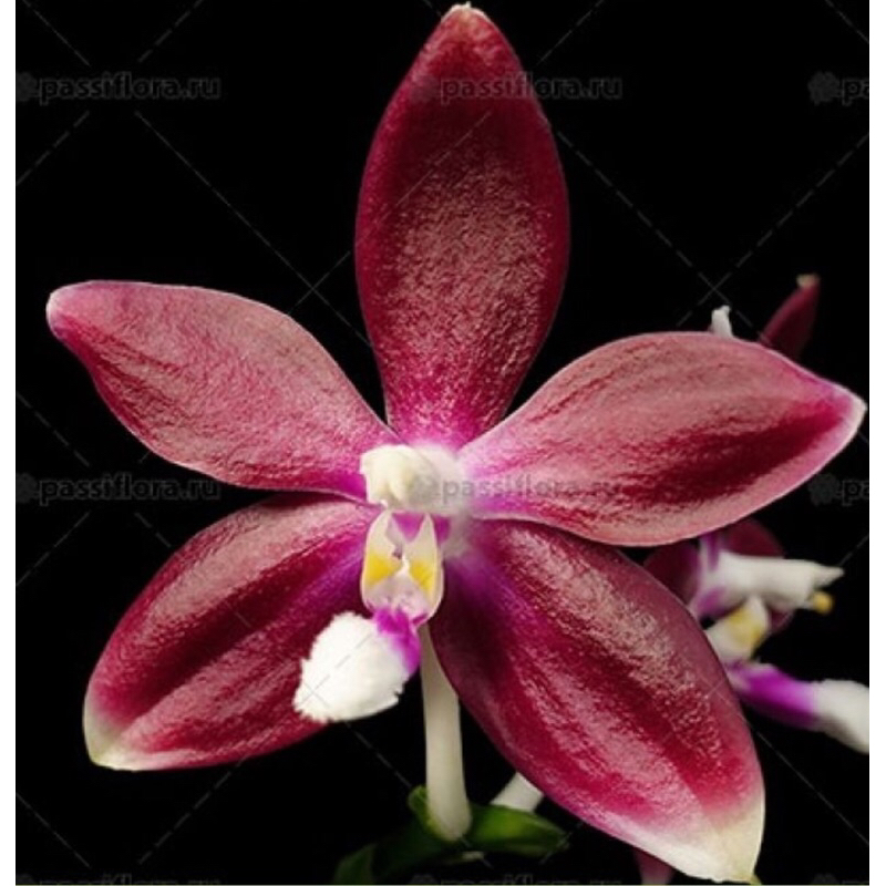 Anggrek Phalaenopsis Speciosa X Violacea | Anggrek Bulan Murah | Phal Seedling