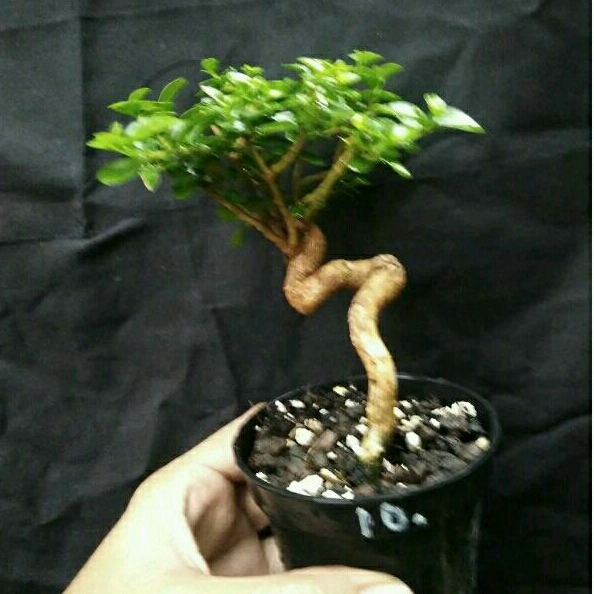 bonsai sancang /sancang niagari / sancang root expos / bonsai mini / bonsai sancang mame/ bosai mini