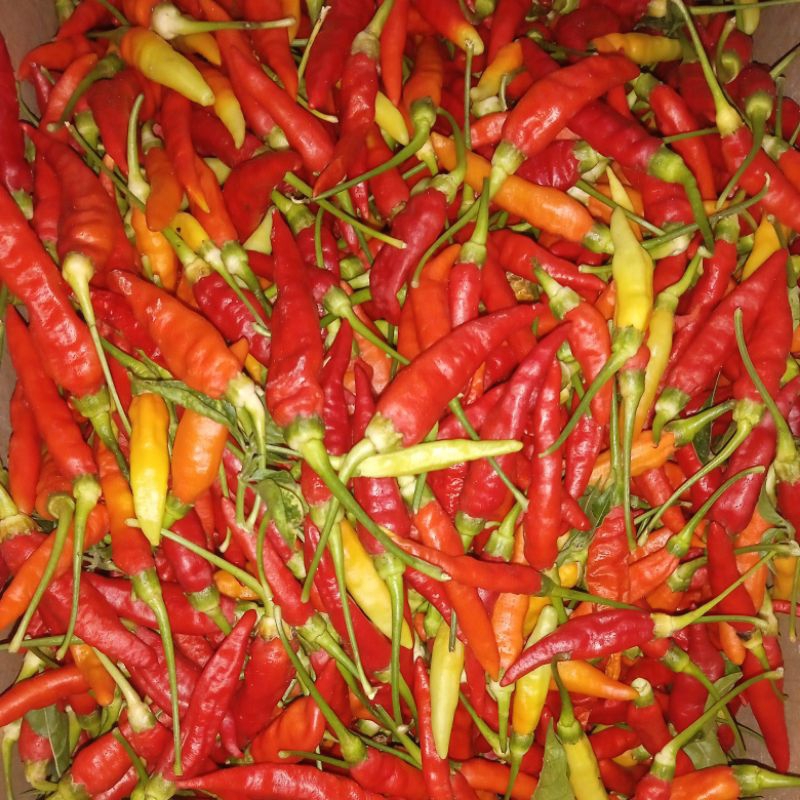 

cabe rawit merah
