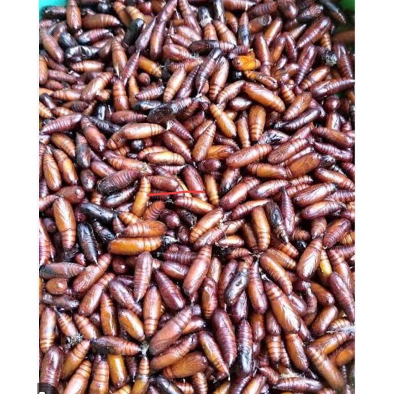 

Entung jati kukus 50 gram