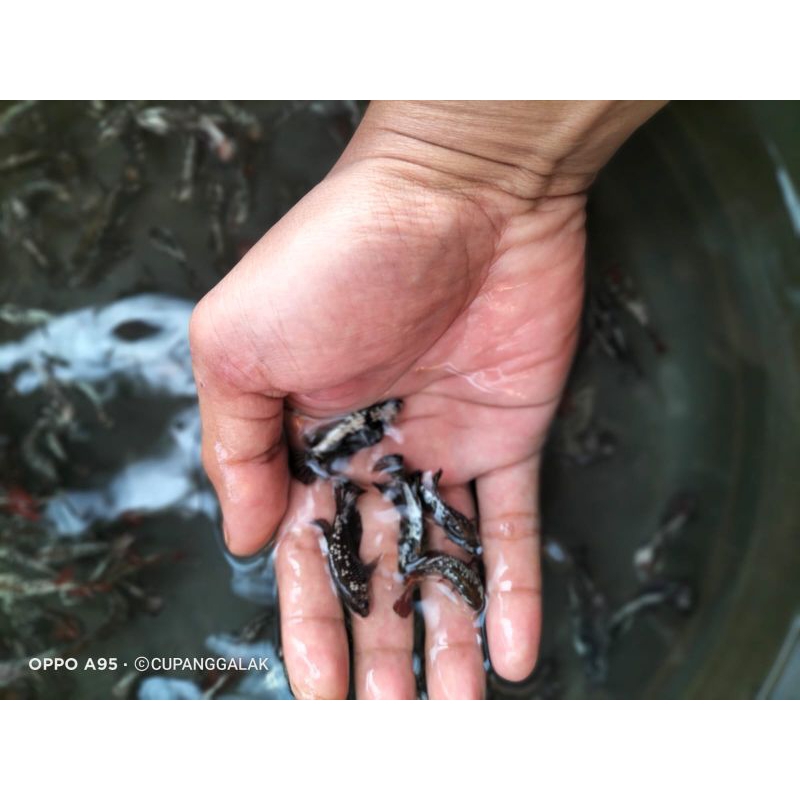 PK SAMURAI ASLI PUTIH SUSU