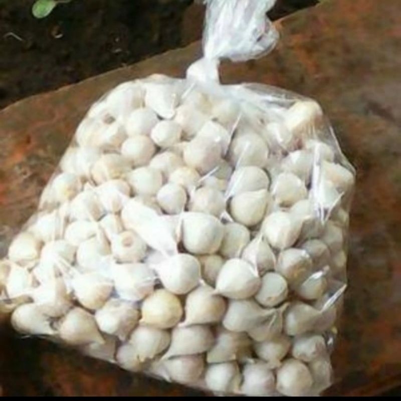 

Bawang Putih Tunggal/Bawang Lanang Impor Fresh Rata Ukuran Kecil 250 gram