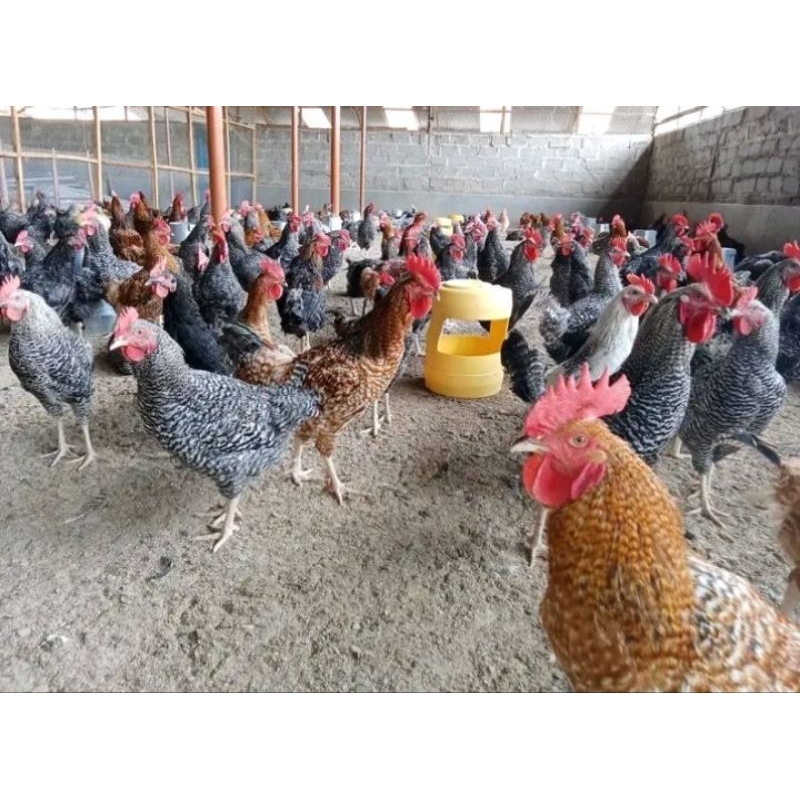 

telur tetas ayam kuntara 4 untuk di tetaskan