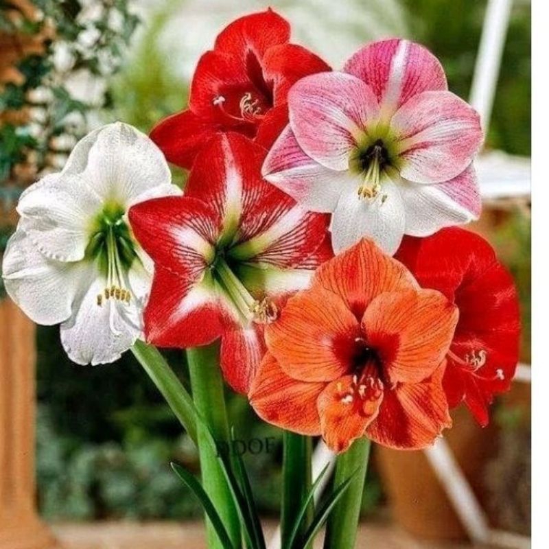 Pakethemat 6 jenis bunga Bakung amarilis - tanaman hidup bunga cantik