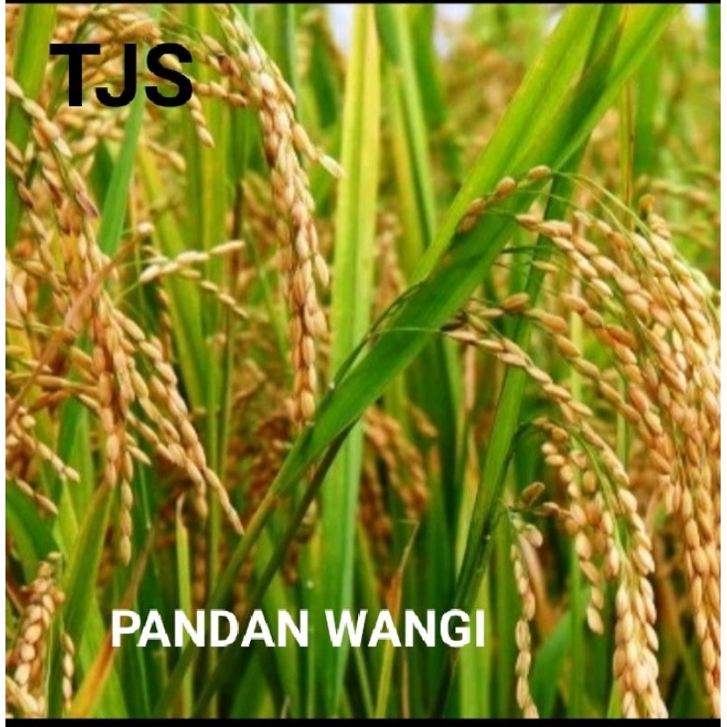 BIBIT PADI PANDAN WANGI KEMASAN 1KG