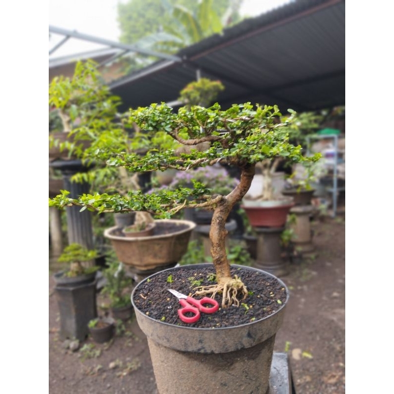 Bonsai Sancang siap pajang