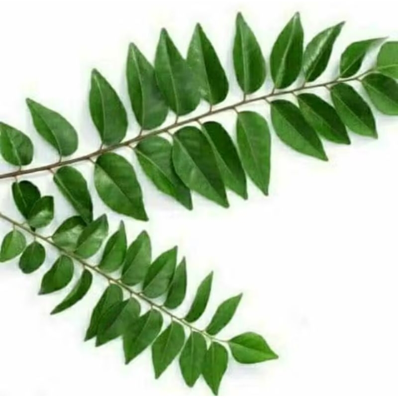 

Daun segar kari temuru temurui salam koja