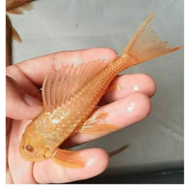 

Stiker sapu sapu albino