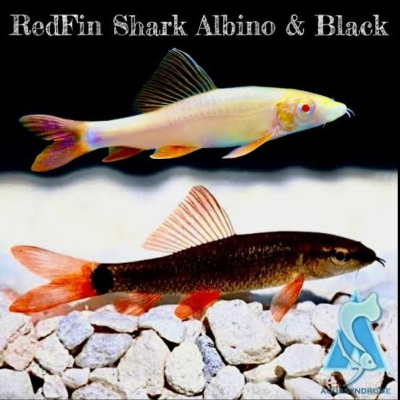 

Stikep redfin red fin shark