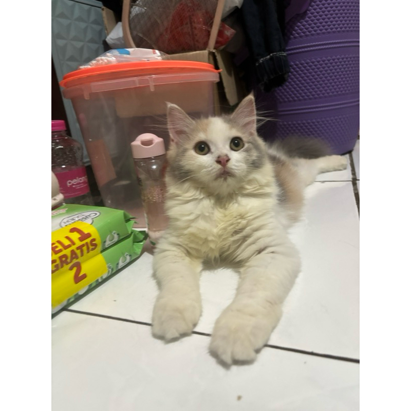 persia mix ragdoll