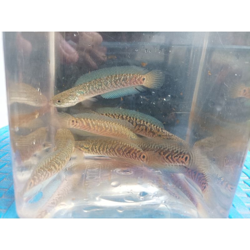 chana asiatica RSP kalimaya