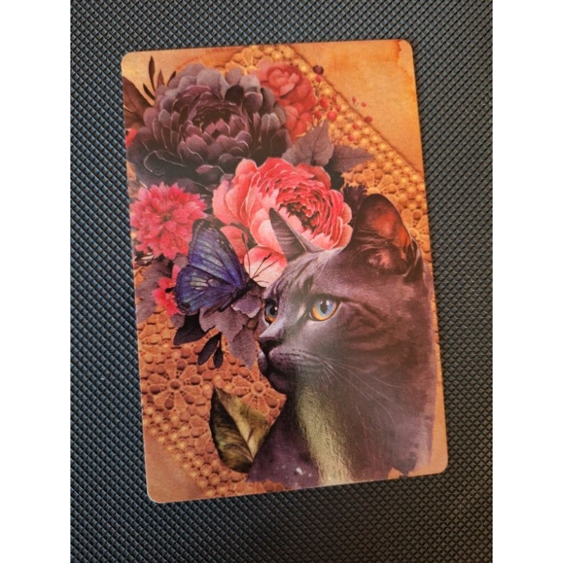

kartu pos kucing/cat postcard