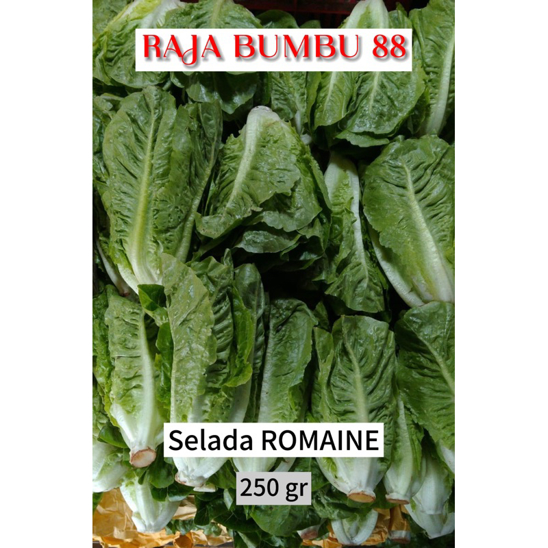 

SELADA ROMAINE 250 gr
