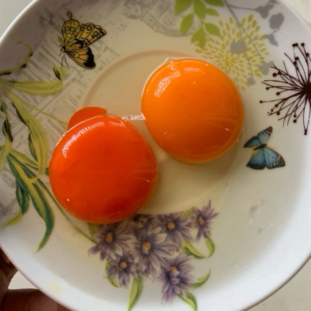 Telur ayam kampung omega - telur ayam jawa - telur ayam arab - telur ayam kampung