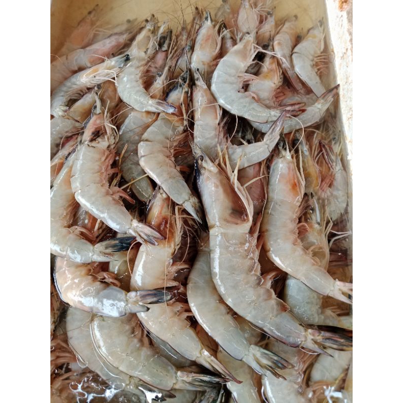 

Udang Tiger/ Pacet Besar Jumbo 1 Kg Fresh.