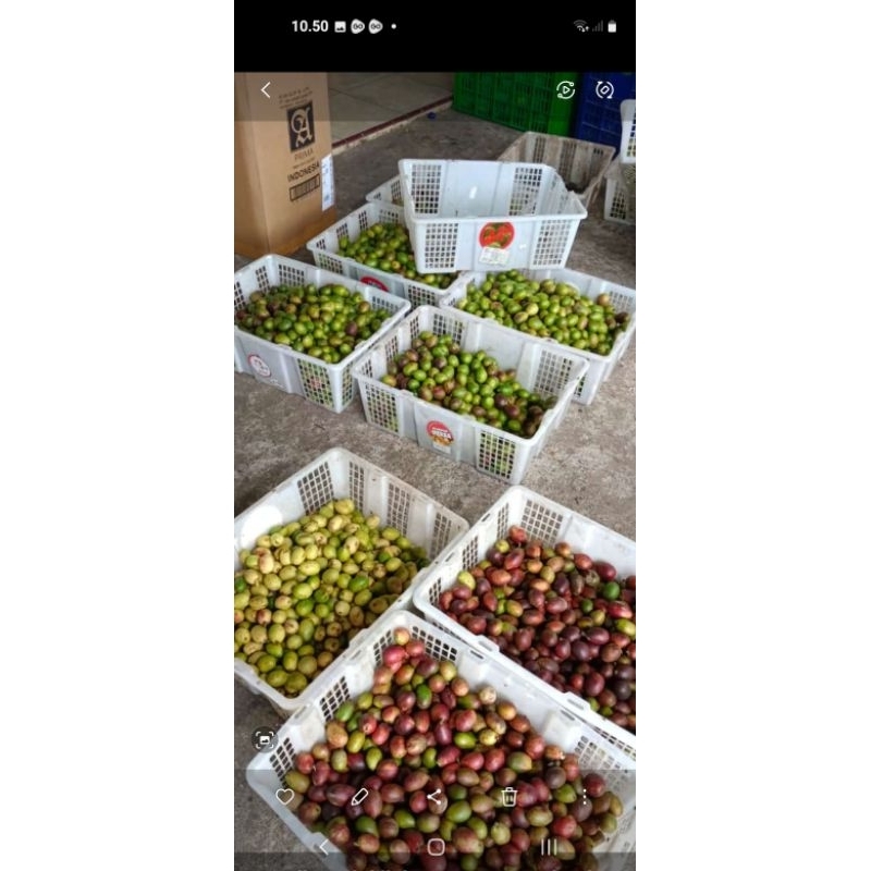 

matoa manis tebal fresh