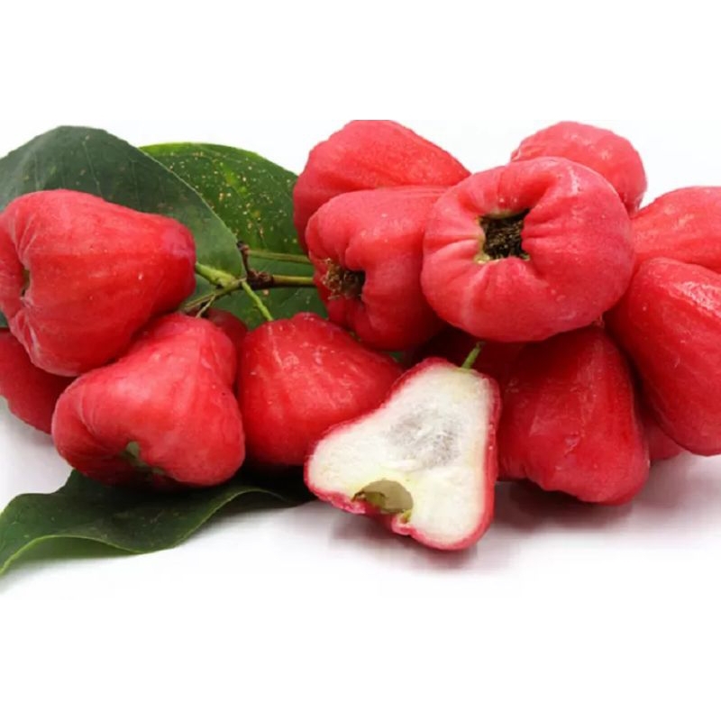 

Jambu air rujak fresh 1kg