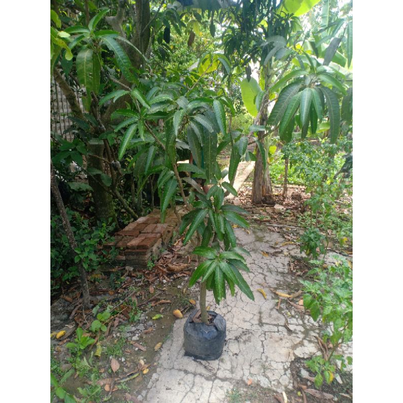 Bibit mangga Red Ivory cangkok susu siap dibuahkan