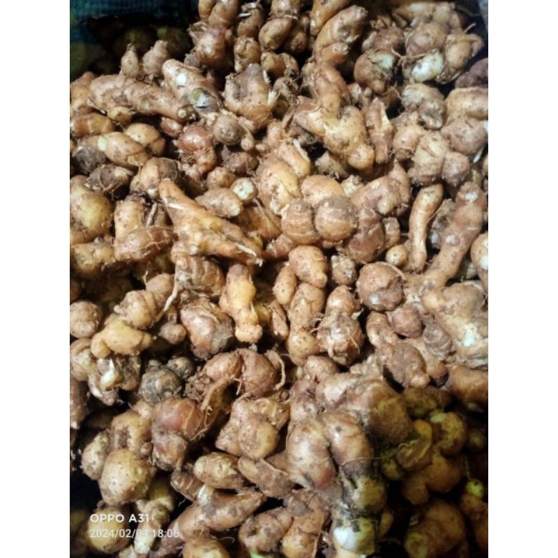 

Kencur fresh 250 gram