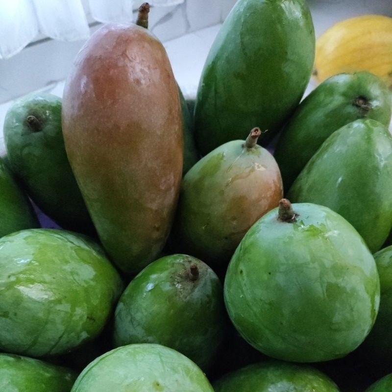

Mangga Kyojai per 1 kg - Mangga Bangkok Thailand Kyojay Jumbo