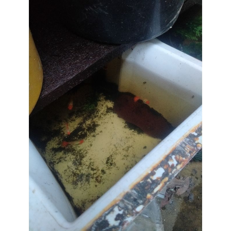 Hiasan Aquarium Guppy Albino Koi JANTAN