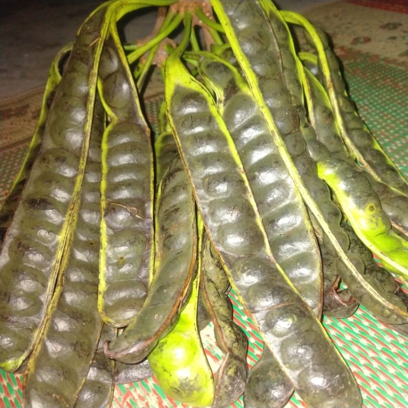 

petai pete masak pohon/petai matang 5papan
