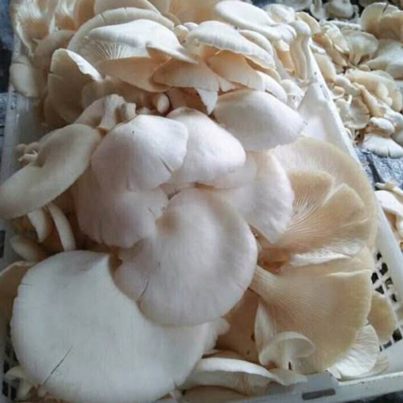 

jamur putih segar non pestisida