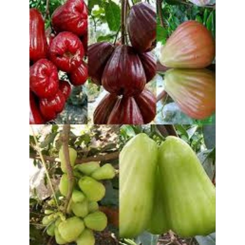 bibit jambu air berbunga