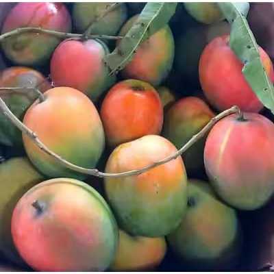 Bibit Mangga Gedong Gincu ASLI Hasil Okulasi / Cangkok Cepat Berbuah