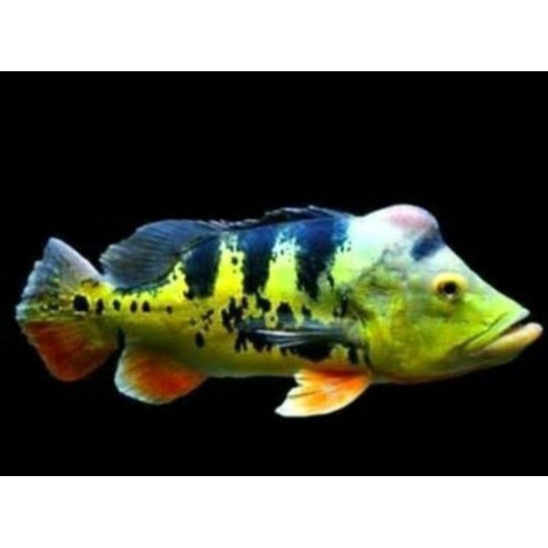 Pbass MONO SIZE 4/6 CM