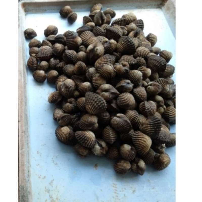 

Kerang Dara | Kerang Batu 1kg